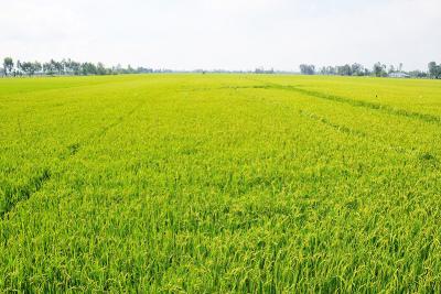 Gạo hữu cơ cao cấp đang tăng trưởng và khẳng định vị thế của mình