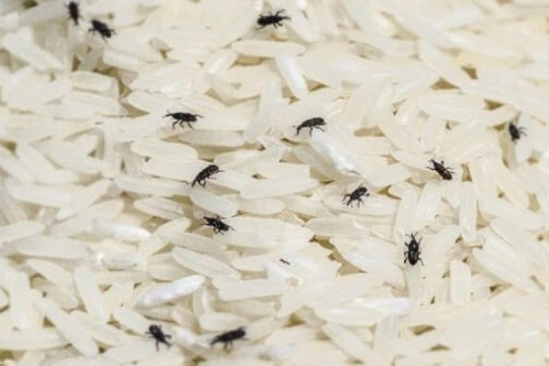 Tại sao gạo bị mọt và cách bảo quản gạo đúng nhất