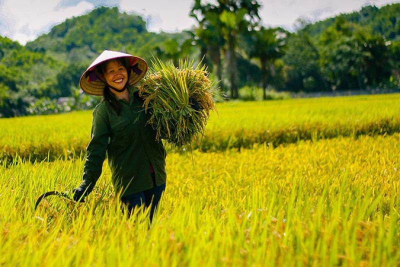 Gạo là gì và tại sao gạo quan trọng đối với nền kinh tế, văn hóa Việt Nam?