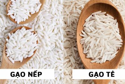 Vì sao gạo nếp dẻo hơn gạo tẻ? Gạo nào nhiều dinh dưỡng hơn?